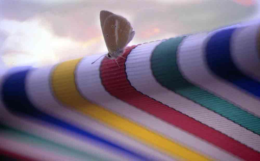 20060906093537-mariposa-plastico-copia.jpg