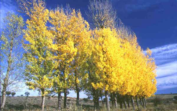 20061002102605-arboles-amarillos.jpg