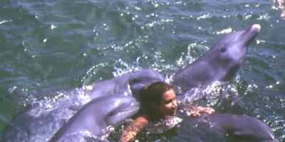 20061127111356-delfines-copia2.jpg