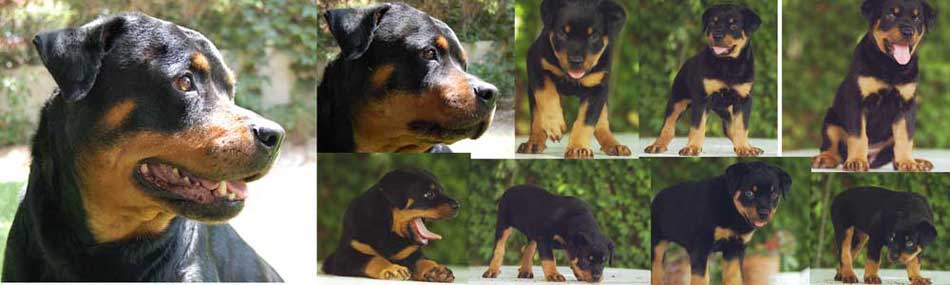 20061211002133-cachorro.jpg