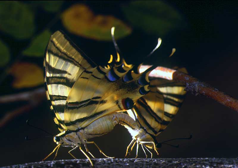 20070114202046-mariposas-3bitacora.jpg