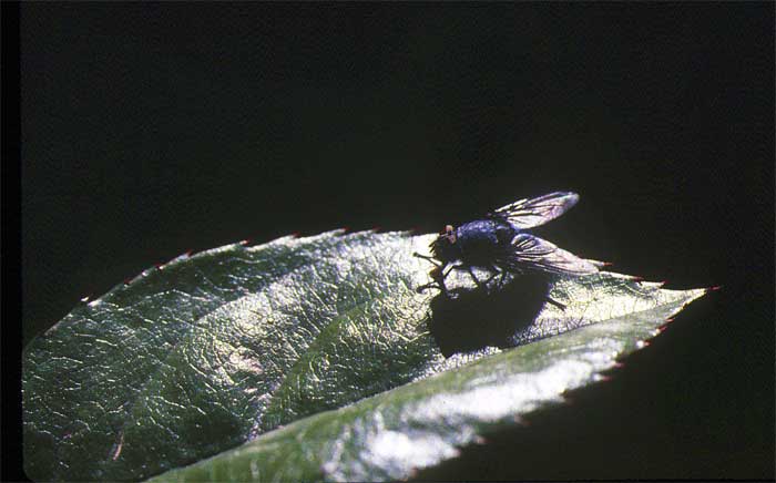 20070413203607-mosca.jpg