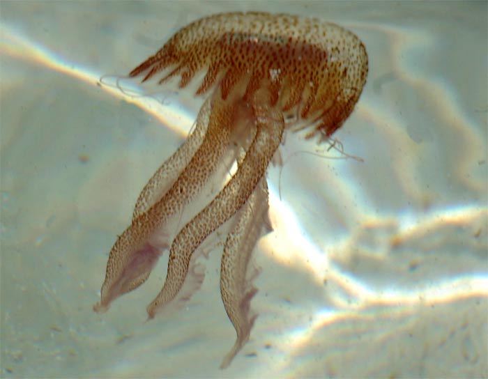 20070730123158-medusa.jpg