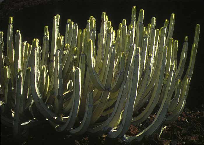 20071216212036-cactus-candelabro-63.jpg