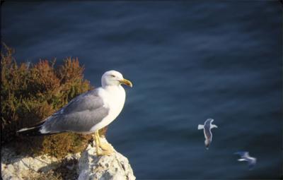 20080812233348-gaviota-.jpg